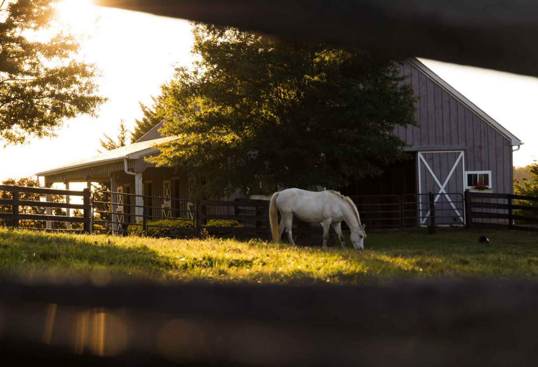White Horse Eating Grass Next To Barn At Equestrian Farm