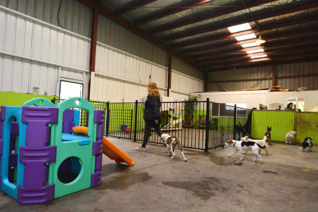 Commercial Dog Kennels with several dogs.