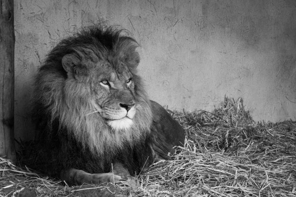Lion Sitting Down In Animal Zoo Enclosure