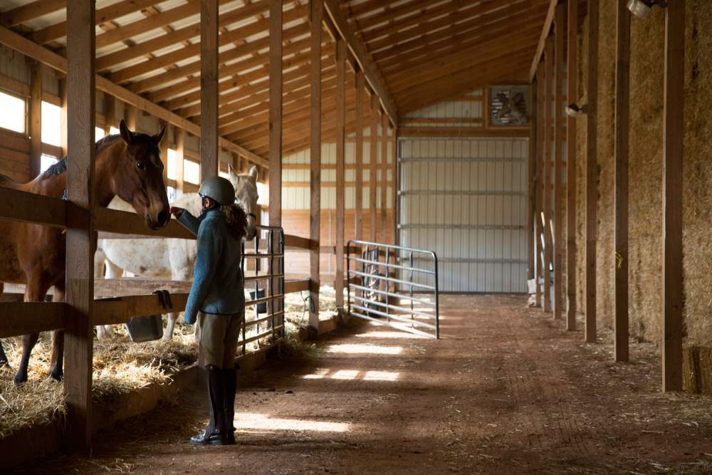 Two Horses And A Horse Rider Inside An Equestrian Farm